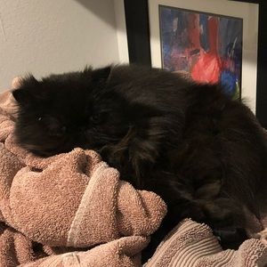 Meet your Posher, Camille